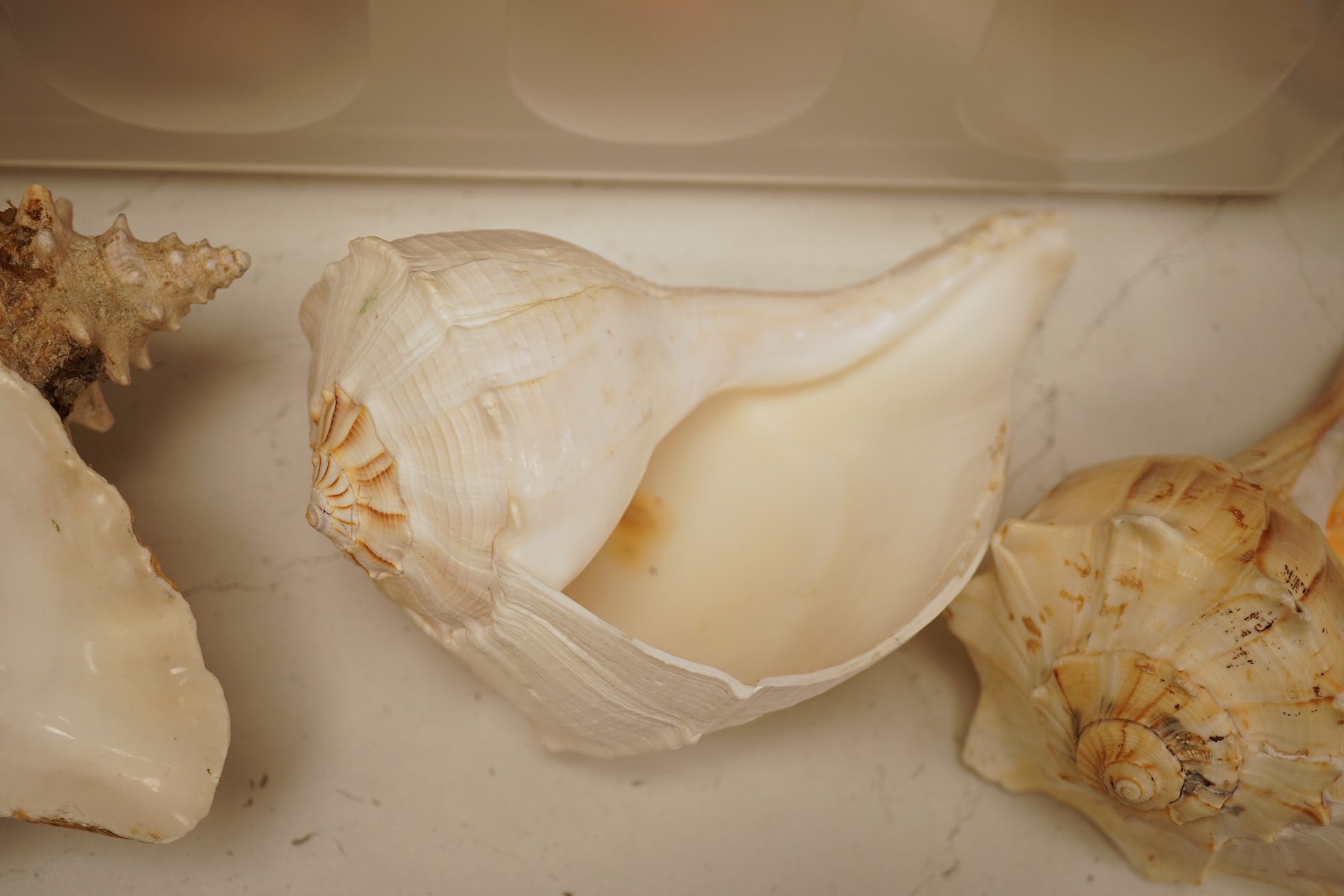 A collection of natural history interest shells to include conch shells, largest approximately 24cm wide